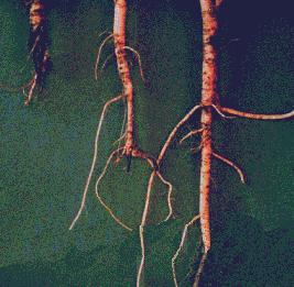 Root and Crown Rots Phytophthora Root Rot Description: Caused by soil-borne pathogen, Phytophthora medicaginis, that also can cause seedling blight.
