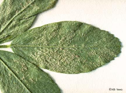 Foliar Downy Mildew Description: Fungal disease caused by Peronospora trifoliorum usually affecting stands in the spring for the first cutting. Environment: Cool, wet conditions in the spring or fall.