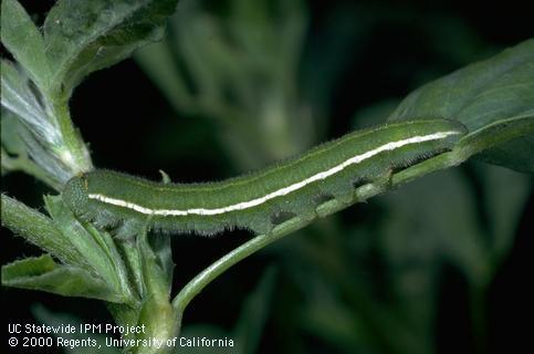 Occasional Pests Alfalfa Caterpillar Description: Adults are butterflies that will infest a field and lay eggs on newly growing alfalfa.