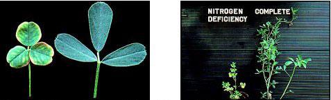 Disorders Nitrogen: Soil ph affects nitrogen-fixing bacteria and causes alfalfa to show nitrogen