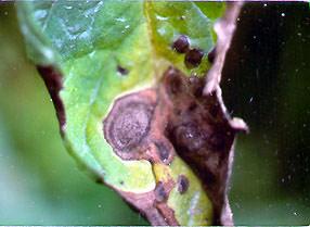 Pest management Early blight Resistant