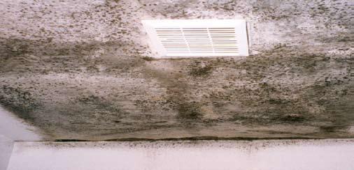 If there is a lot of mould (greater than one square meter), if mould comes back after repeated cleanings or if a family member suffers from asthma or other respiratory problems as a