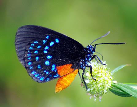 Atala Look for a small butterfly with an orange abdomen and black wings