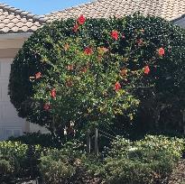 The amount of reduction will depend on plant species, health and desired height. What to expect after rejuvenation pruning For the shrubs shown above to look their best it requires an ugly stage.