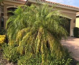 Palms start growing quickly this time of year depleting nutrient reserves in the soil from the last nutrient application.