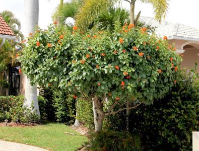 Plant Profile Geiger Tree Cordia spp. Contact Us Contact us to learn more about our services 1-800-481-0096 www.mainscape.