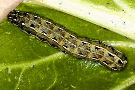 Plant protection Insects Gram pod borer Heliothis armigera It is a polyphagous, attacks most of the cultivated crops, major pest of tomato, and widely distributed throughout the country.