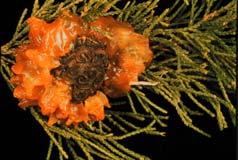 Gymnosporangium Rusts Junipers Woody rosaceous plants (apple, crabapple, hawthorn, quince, pear,