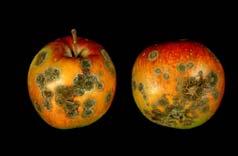 diseased leaves Hot compost Scab (Apple and