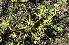 Bacterial Blight of Begonia Impatiens Downy Mildew Disinfest