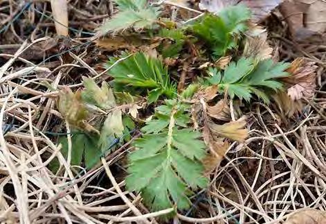 OUTLINE Itty-Bitty Native Plant Identification Natives and