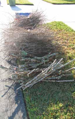 Yard waste at the curb by 6:00 a.m. on collection day Yard waste includes grass clippings, leaves, shrub trimmings, palm fronds, tree limbs and branches. Unprepared yard waste will not be picked up.