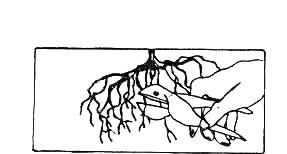 How To Plant A Tree Bare Root Trees 1. If you got the tree with bare roots, some of the roots may be split or damaged.