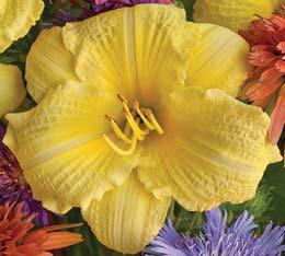 even on cloudy days A shorter daylily that grows well in containers or en masse in the landscape