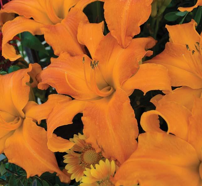 Primal Scream DAYLILY Hemerocallis Primal Scream Stout Medal award winner--the highest honor any daylily can receive Spectacular 7½-8½ wide, glimmering