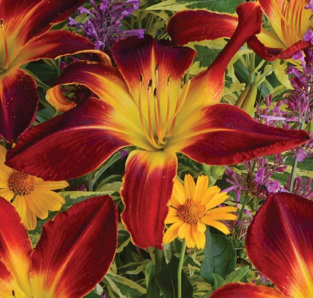 Ruby Spider DAYLILY Hemerocallis Ruby Spider Multiple award winner Gigantic 9 wide, dark ruby red flowers with a radiant gold throat Taller daylily best for the
