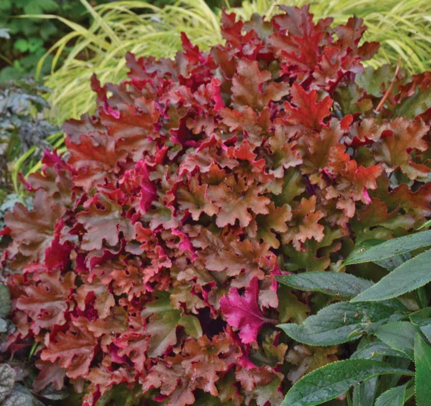 DOLCE Heuchera CORAL BELLS CINNAMON CURLS ( Inheuredfu PPAF CPBRAF) Distinctly ruffled, glossy foliage is a unique blend of coppery orange, red, and purple tones Fiery orange-red color in spring