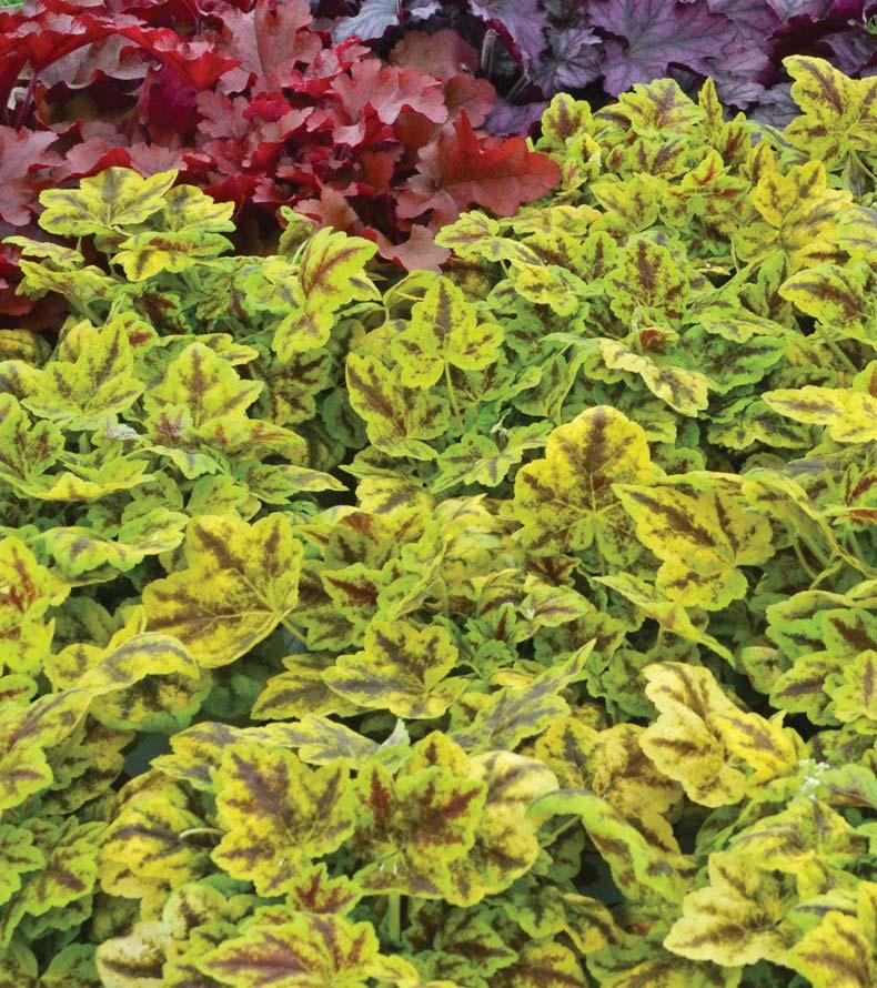 Leapfrog FOAMY BELLS Heucherella Leapfrog PPAF CPBRAF NEW AT RETAIL 2015 Emerges brilliant chartreuse yellow with a prominent burgundy center in spring Mellows to green with purple centers in summer;
