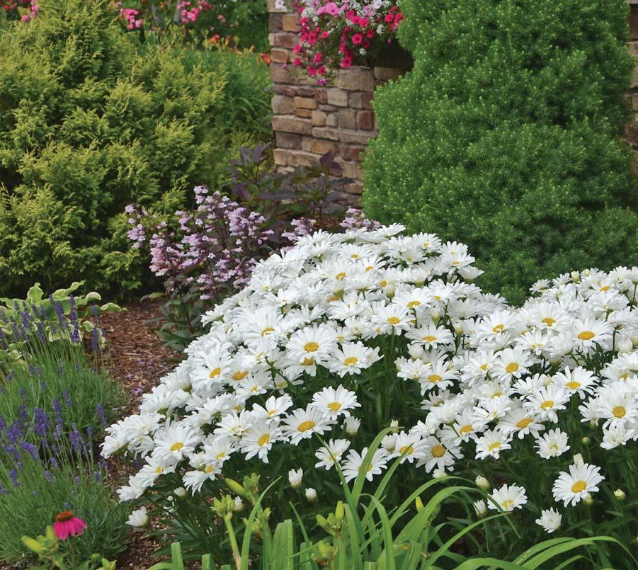 Live the Dream Don t just dream about having a magnificent garden like this make it your reality. It s easy when you start with exceptional quality Proven Winners Perennials!
