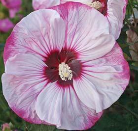 SUMMERIFIC Hibiscus ROSE MALLOW Rose Mallow is the absolute
