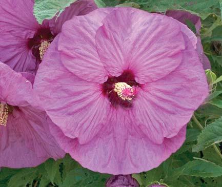 Berrylicious SUMMERIFIC Series ROSE MALLOW Hibiscus Berrylicious PP24062 CPBRAF Huge 8-9in, beautifully ruffled, mauve lavender blossoms with a red eye Highly floriferous indeterminate bloomer;