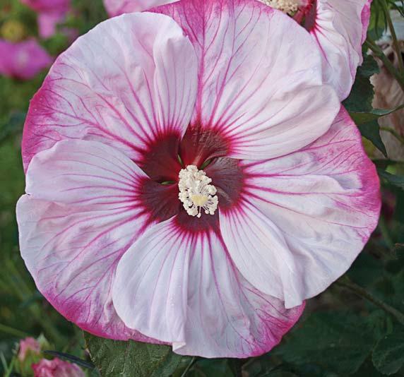 Cherry Cheesecake SUMMERIFIC Series ROSE MALLOW Hibiscus Cherry Cheesecake PPAF CPBRAF Huge 7-8in, white flowers with a garnet red eye and magenta tipped petals and veins Highly floriferous