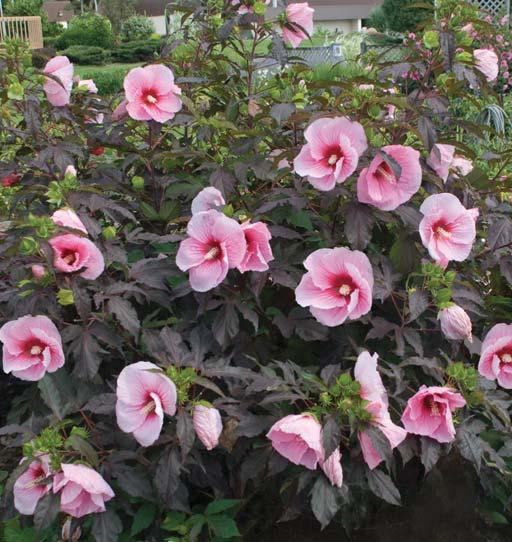 Summer Storm SUMMERIFIC Series ROSE MALLOW Hibiscus Summer Storm PP20443 CPBR4258 Huge 8-10in, pink flowers with