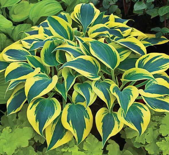 Autumn Frost HOSTA Hosta Autumn Frost PP23224 CPBRAF Brilliant blue leaves with extra wide, radiant yellow margins in spring Dark green leaves with bright creamy white margins in summer