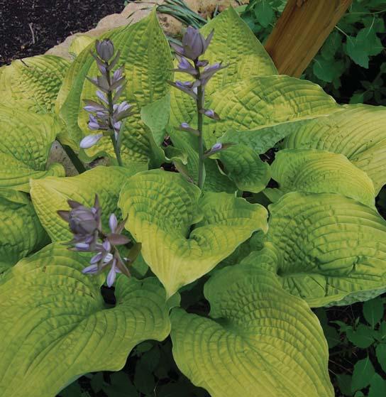 Coast to Coast HOSTA Hosta Coast to Coast PPAF CPBRAF NEW AT RETAIL 2015 This giant hosta brightens up shade gardens with its beautiful gold foliage Thick, puckered, wavy leaves keep