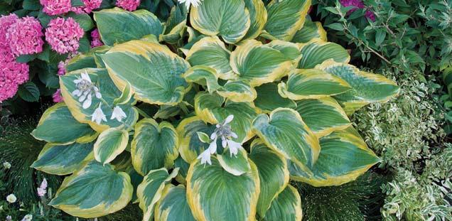 full shade BLOOMS: Early summer HEIGHT: 24in SPACE: 24in ZONE: 3-9 Large hosta with dark green leaves and a ruffled, gold margin