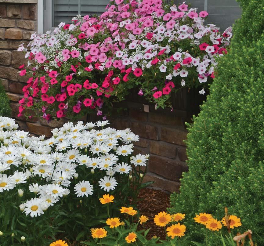 Get This Look This joyful foundation planting of Proven Winners can be achieved by planting a grouping of three DAISY MAY Shasta Daisies (p.32) and two Tuscan Sun False Sunflowers (p.