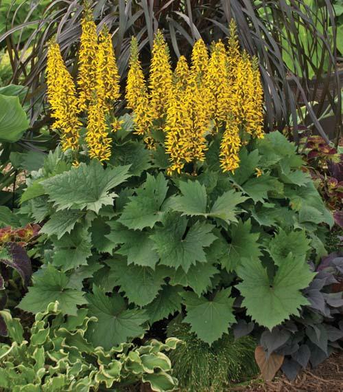 Bottle Rocket LIGULARIA Ligularia PP24486 CPBRAF Excellent perennial for shaded, moist areas and at the pond s edge Forms a dense clump of large, dark green, serrated leaves Thick
