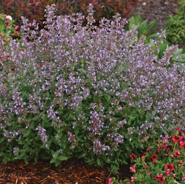 Cat s Meow CATMINT Nepeta f.