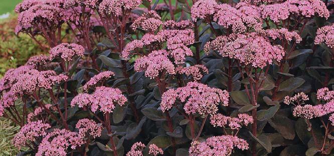 bubblegum pink flowers in fall EXPOSURE: Full Sun BLOOMS: Late summer HEIGHT: 24-30in SPACE: