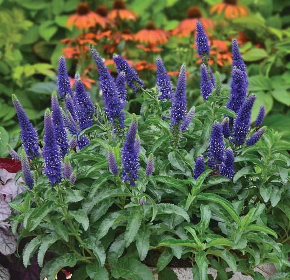 Enchanted Indigo MAGIC SHOW Collection SPIKE SPEEDWELL Veronica Enchanted Indigo PPAF CPBRAF NEW AT RETAIL 2015 Deep royal purple flower spikes appear twice per year in summer and fall Forms a