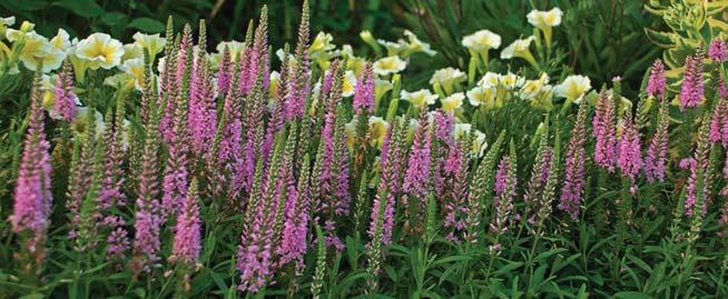 border Pure baby pink flower spikes Bright green, disease resistant foliage 44 EXPOSURE: Full sun to part shade BLOOMS: Early summer into