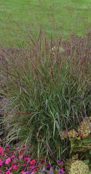 Cheyenne Sky RED SWITCH GRASS Panicum v. Cheyenne Sky PP23209 Desert Plains FOUNTAIN GRASS Pennisetum a.