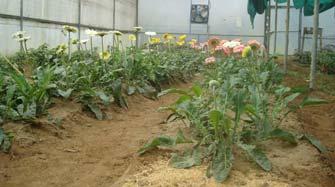 5 cm) and vase life (11 and 10 days) was observed in gerbera cultivars Balance and Dana Allen respectively with the application of NPK (19:19:19) and NPK (13:40:13) at fortnightly