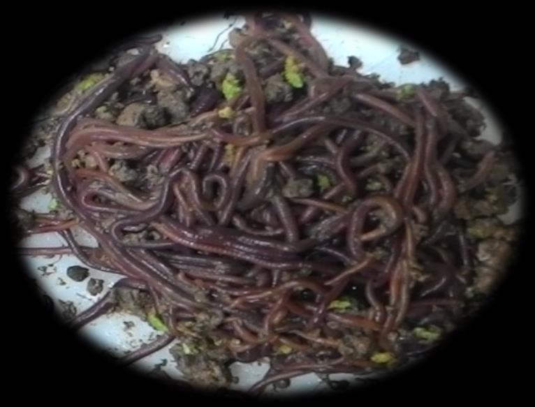 23 Material and Method Earthworm species: Eudrilus eugeniae Some aspects Color Size of adults Mean weight of adults Reddish brown 5-7 mm x 80-190 mm 2.7 3.