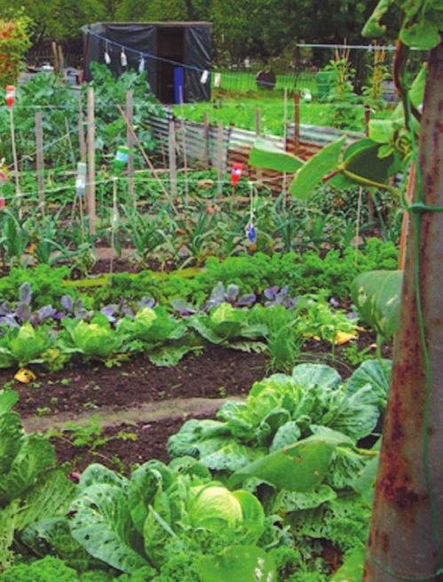 How do I get an allotment? 1. Contact the Local Authority - Parks Department, They will give you good advice. City & County of Swansea - 01792 635407 2.