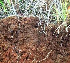 Soil formation Importance of