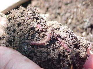 organisms (soil biomass), the remains of microorganisms that once inhabited the soil, the remains of plants and animals, organic compounds that have been decomposed within the soil over thousands