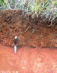 Soil Formation Soil = f(pm, Cl, O, R, T) Factors: PM = parent material (rocks) Cl = climate (precipitation and temperature) O = organisms (plants and animals) R = relief (topography, drainage) T =