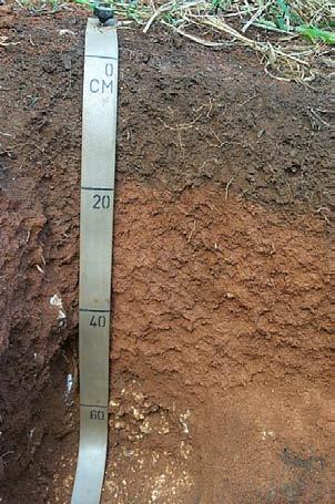 Soil Formation Processes: 1. Additions Water, organic matter, sediment 2. Losses soluble compounds, erosion 3. Transformations Organic matter to humus Primary minerals to clay minerals 4.