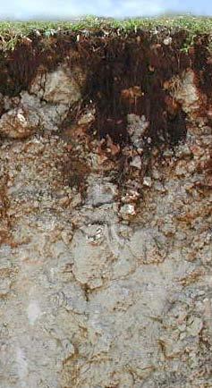 Soil Formation on Rota 1. Parent material of Rota soils is predominantly volcanic ash. 2. The source of the ash is still unknown B.