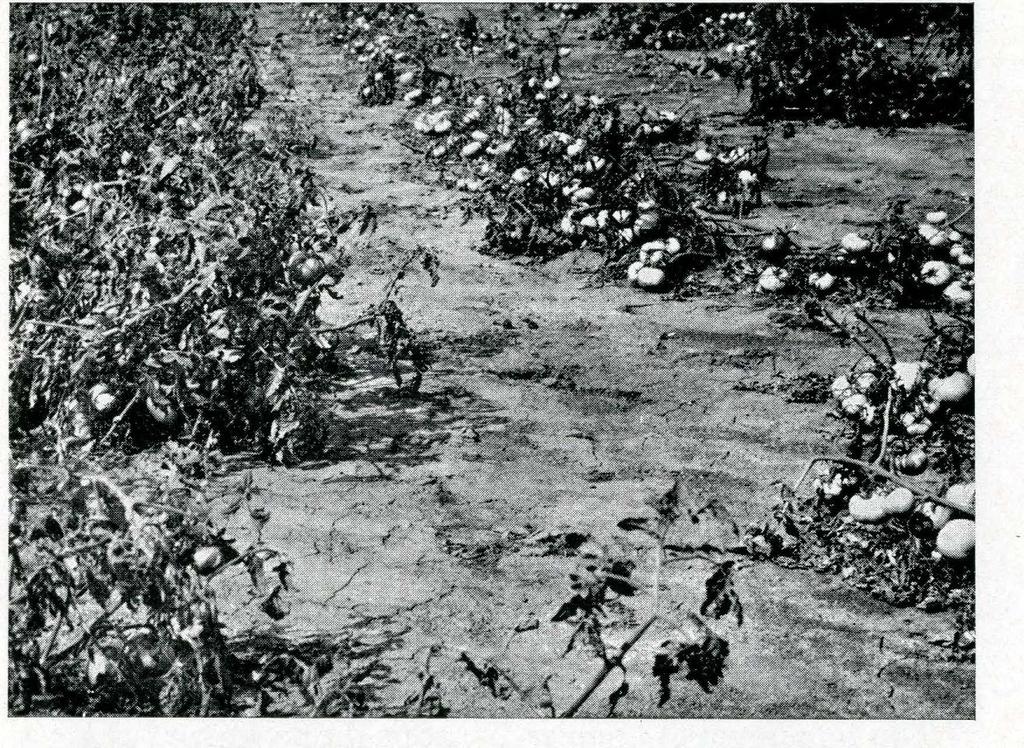 ( Tomato Leaf Spot Diseases in South Dakota 5 Septoria Leaf Spot In 1942 and '43 Septoria leaf spot was the most destructive disease of tomatoes in eastern South Dakota.