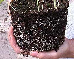 2. Concentration of fertilizer salts in the root zone (substrate EC) Depends on : - Substrate composition