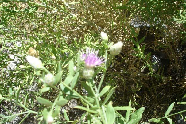 Date: June 10, 2014 Russian Knapweed Nobody likes weeds, especially when they can kill horses or other animals, destroy a land s economic or recreational value, or devastate the environment.