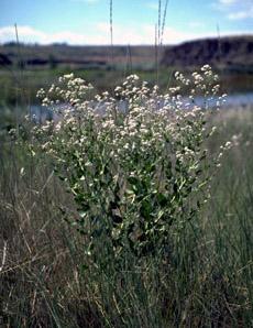 Date: June 24, 2014 Perennial Pepperweed I have been writing lately on noxious weeds because weed season is going strong and timely action makes all the difference.