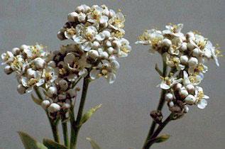 Yesterday, when I was out walking, I saw perennial pepperweed, more commonly called tall whitetop, already in bloom.